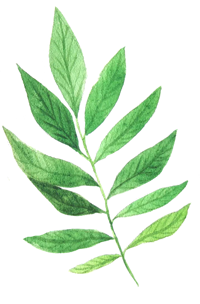 花草植物免扣植物水彩插画设计素材