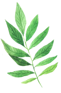 花草植物免扣植物水彩插画设计素材