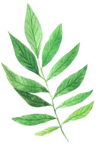 花草植物免扣植物水彩插画设计素材