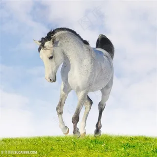 高清奔跑的白色骏马图片