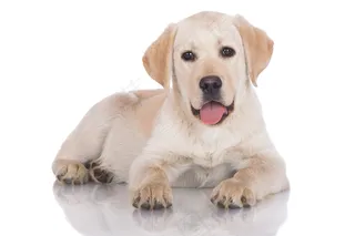 可爱狗狗萌宠图片