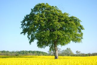 油菜花田大树图片