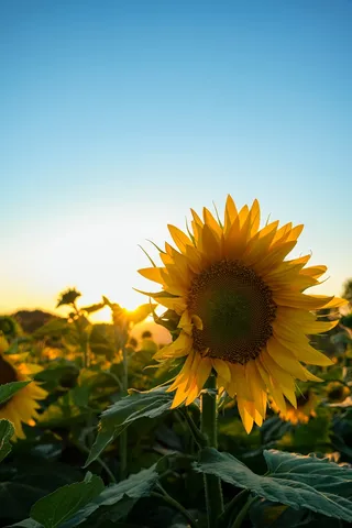 黄色向日葵摄影素材