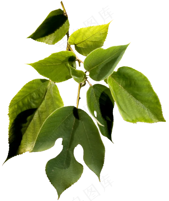 树叶之三　