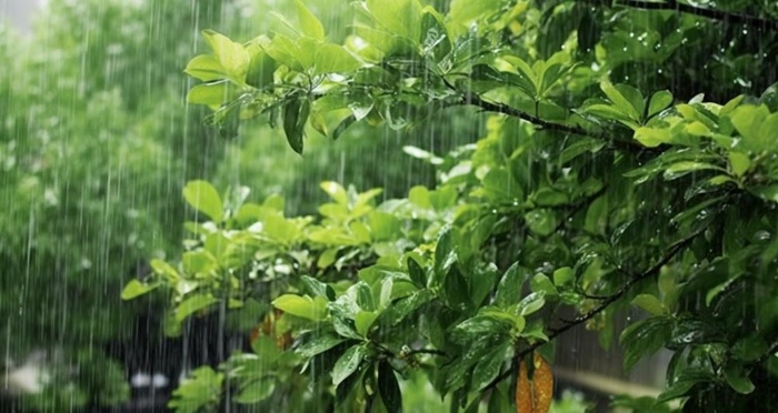 下雨天树叶绿色背景