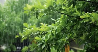 下雨天树叶绿色背景