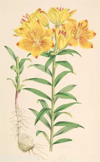 黄色花卉花束复古插画