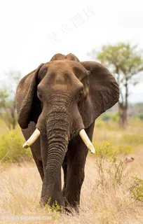 正面走来的泰国大象图片 正面走来的泰国大象图片