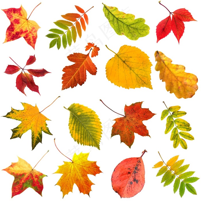 多款彩色的树叶高清图片