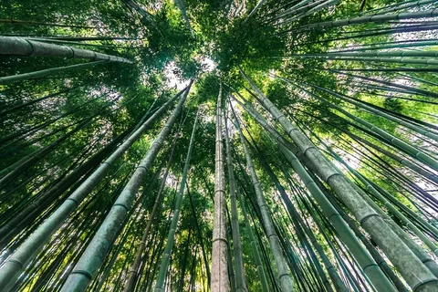 绿色竹子林景观图片 绿色竹子林景观图片
