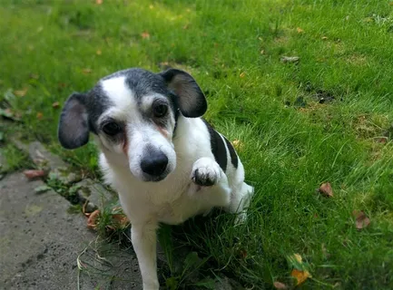 草坪上的宠物狗