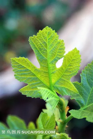 落叶灌木无花果树图片