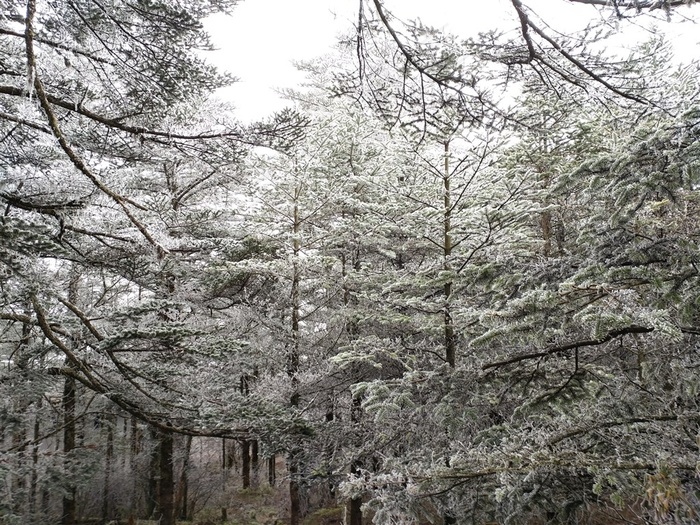 冬天的峨眉山树林