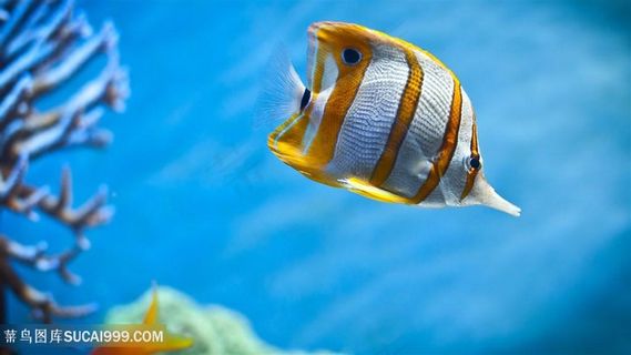 鱼湖畔风景画壁纸