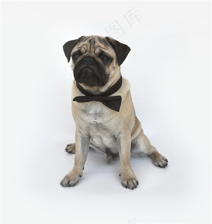 坐在地上的可爱的沙皮狗