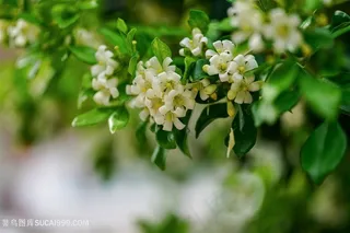 高清植物九里香小清新摄影图