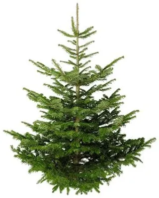 冷杉 PNG 图像免抠