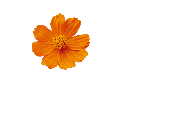花朵|花卉|花瓣|向日葵|菊|百合|玫瑰|荷花|PNG|免扣元素