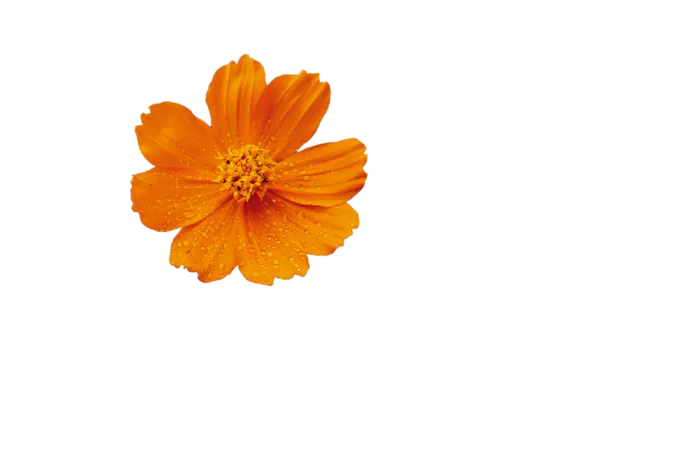 花朵|花卉|花瓣|向日葵|菊|百合|玫瑰|荷花|PNG|免扣元素