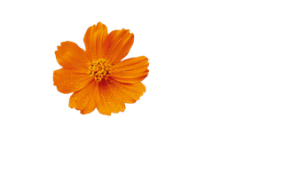 花朵|花卉|花瓣|向日葵|菊|百合|玫瑰|荷花|PNG|免扣元素