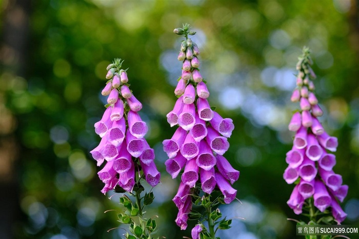 高清毛地黄花朵图片