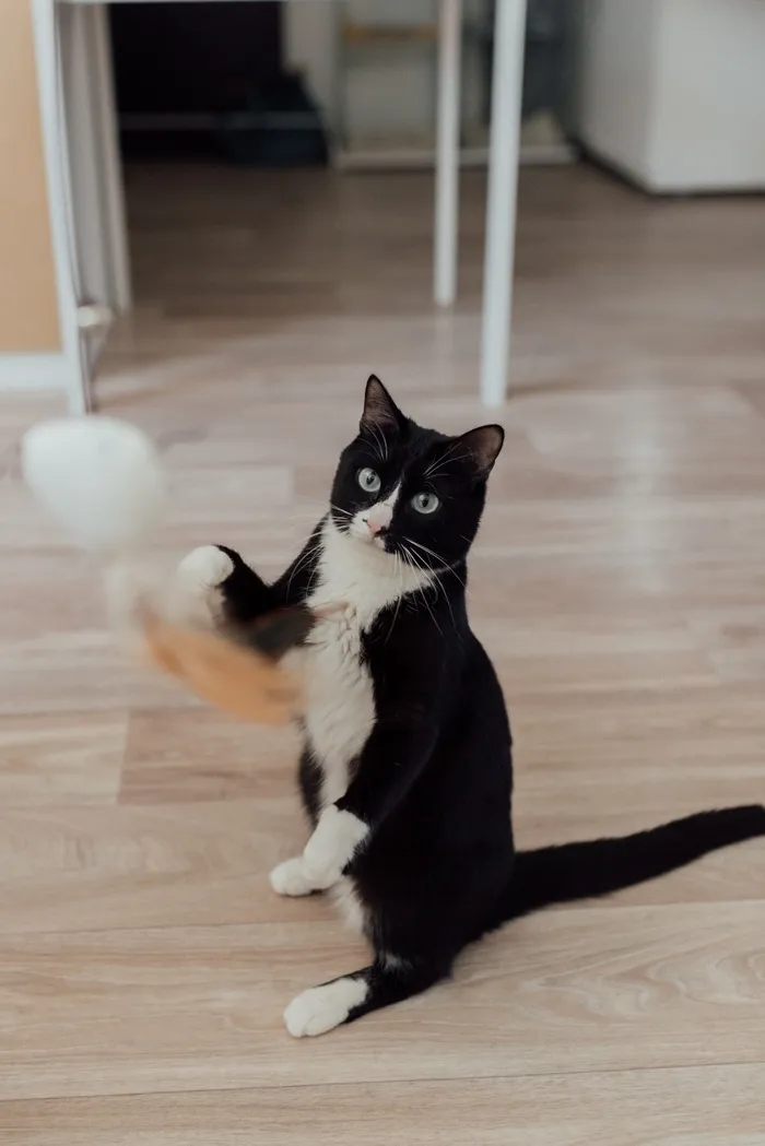 可爱猫咪猫猫摄影素材