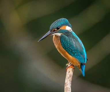 树干上漂亮的翠鸟