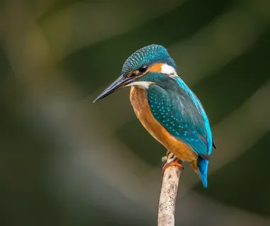 树干上漂亮的翠鸟 树干上漂亮的翠鸟