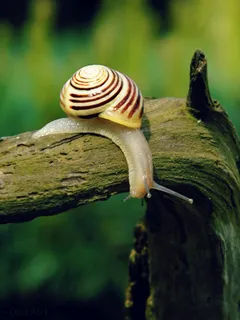 蜗牛动物园动物设计素材森林野生