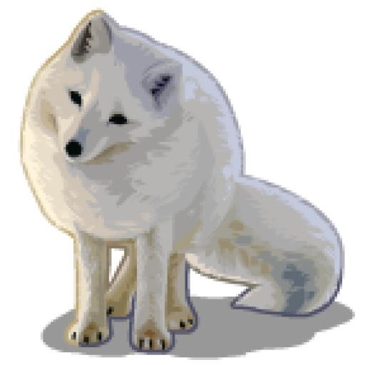 北极狐 PNG(144x144)