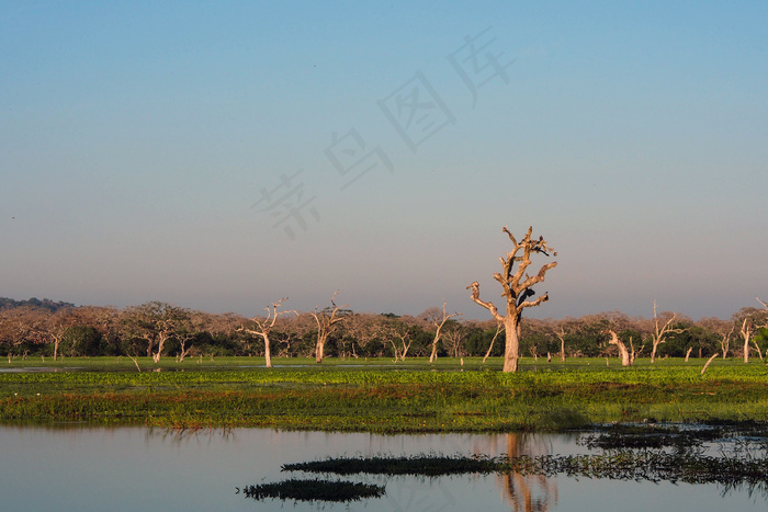 风景 景观 夕阳 黄昏 航拍风景 森林