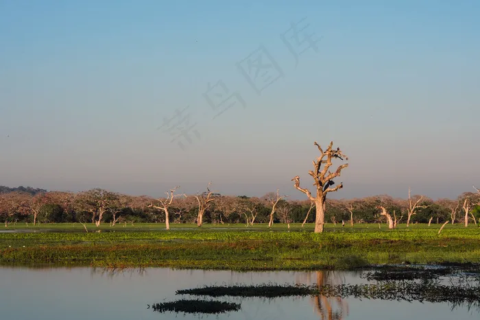 风景 景观 夕阳 黄昏 航拍风景 森林