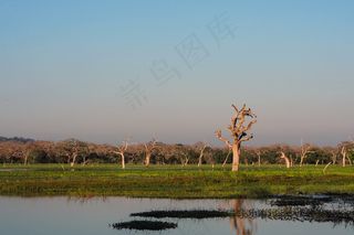 风景 景观 夕阳 黄昏 航拍风景 森林