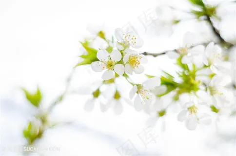 美丽梨花花枝图片 美丽梨花花枝图片