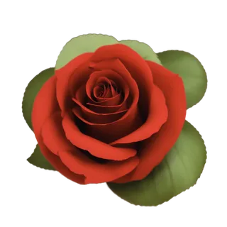 单只玫瑰原创免扣素材