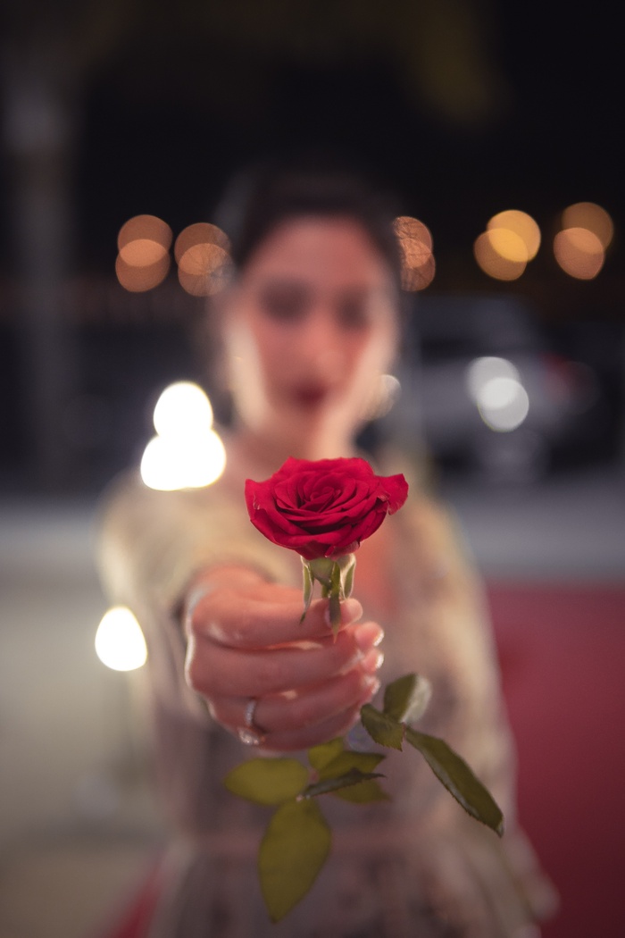 玫瑰花摄影图情人节玫瑰花配图图片