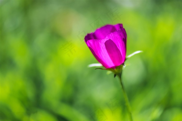 小花花卉图片