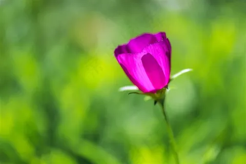 小花花卉图片 小花花卉图片