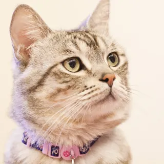可爱猫咪萌宠图片 可爱猫咪萌宠图片
