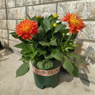 大丽花园艺花卉开花橙红 大丽花园艺花卉开花橙红