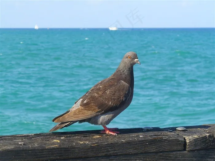 海边灰鸽子图片