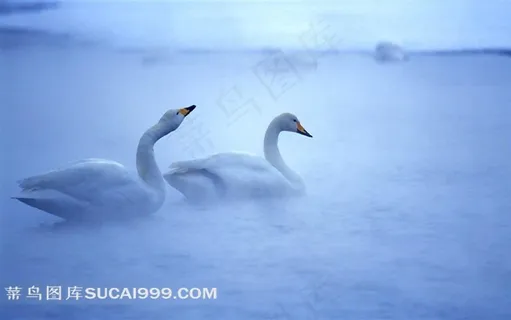 水中的白天鹅 水中的白天鹅