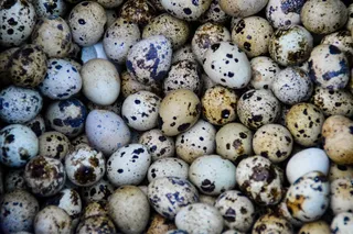 食用鹌鹑蛋图片