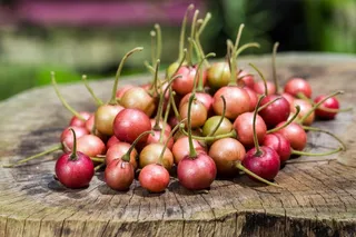 野生小浆果图片