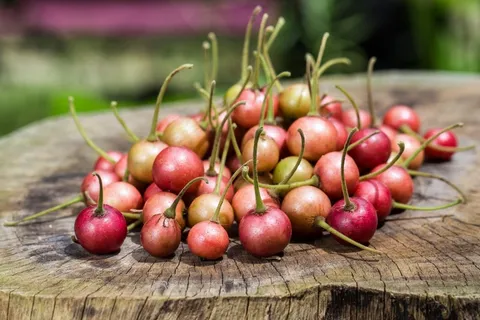 野生小浆果图片 野生小浆果图片