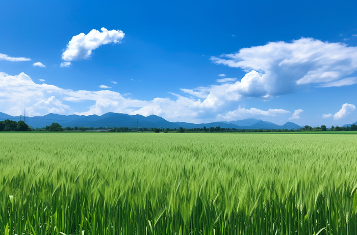 夏天绿色的小麦田蓝天摄影图(4080x2688)