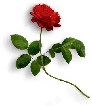 玫瑰花和绿色叶子
