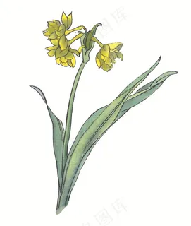 花卉美术绘画美图素材