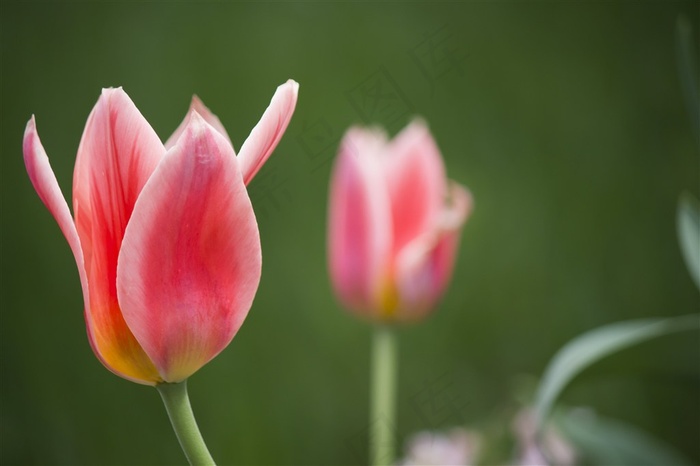 唯美郁金香花图