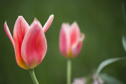 唯美郁金香花图 唯美郁金香花图